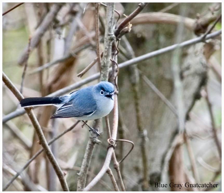 Blue Gray Gnatcatcher, 4-09, Chester Co., PA. by Kelly Cogan Azar CC BY-ND 2.0